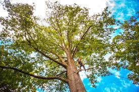 Best Tree Preservation Services  in USA